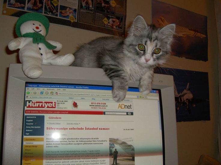 cat